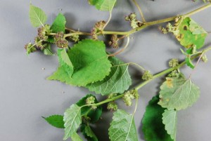 Mulberry plants have papery, heart-shaped, alternate leaves. 