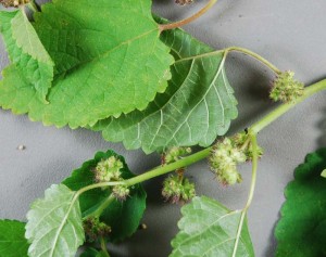 The mulberry plant produces an abundant numbers of seeds