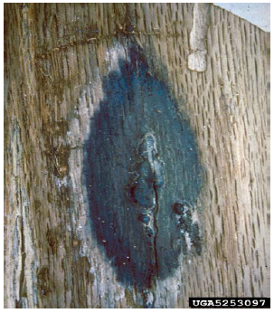 Fungal mat under bark of tree infected with the oak wilt fungus. Image: J. O’Brien, USDA FS