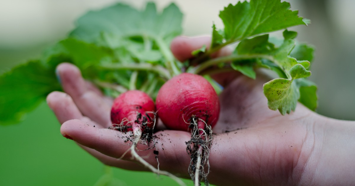 Radishes in someone's hand
