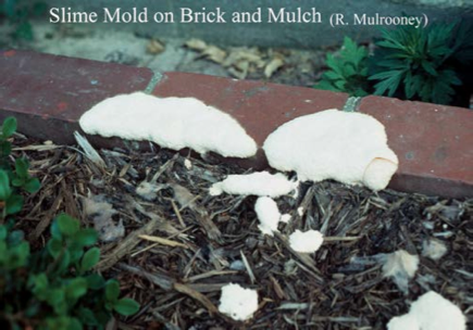Artillery Fungus And Other Things That Grow In Mulch Cooperative Extension University Of Delaware