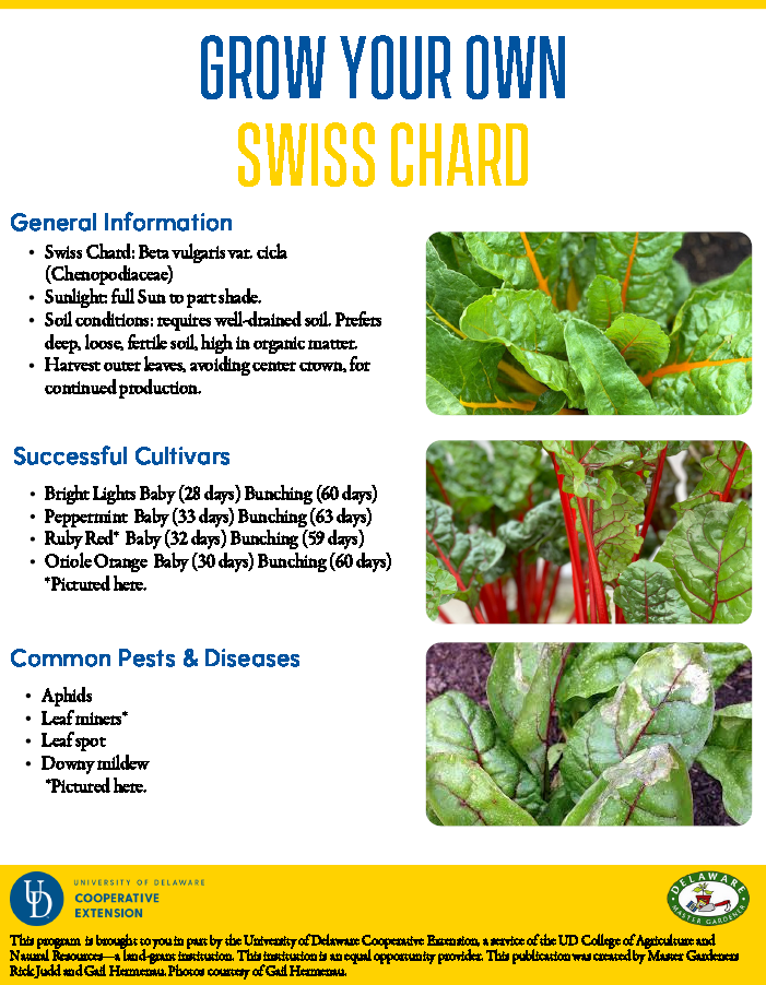 Swiss Chard Cooperative Extension University Of Delaware