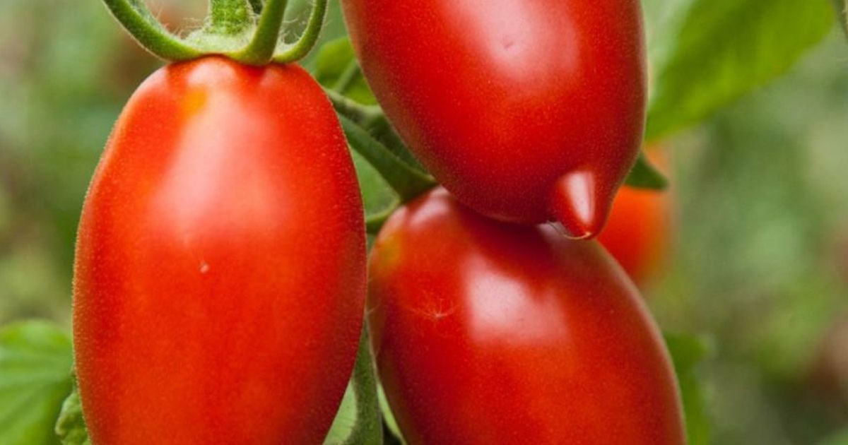 A close view of paste tomatoes