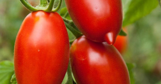A close view of paste tomatoes