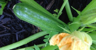 A large summer squash