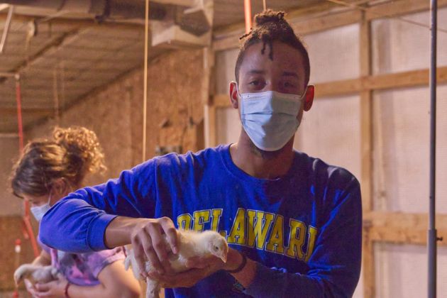 In ANFS112 Animal Handling, students work with Dr. Hong Li to learn about poultry life cycles from egg to chick to chicken.