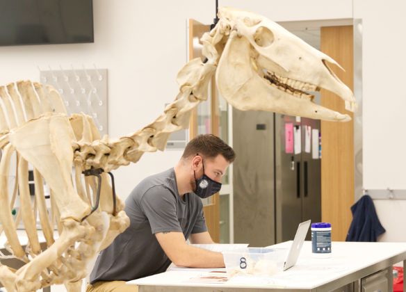 Students in ANFS240 Functional Anatomy of Domestic Animals study skeletons to identify the relationship between form and function in domestic farm animals.