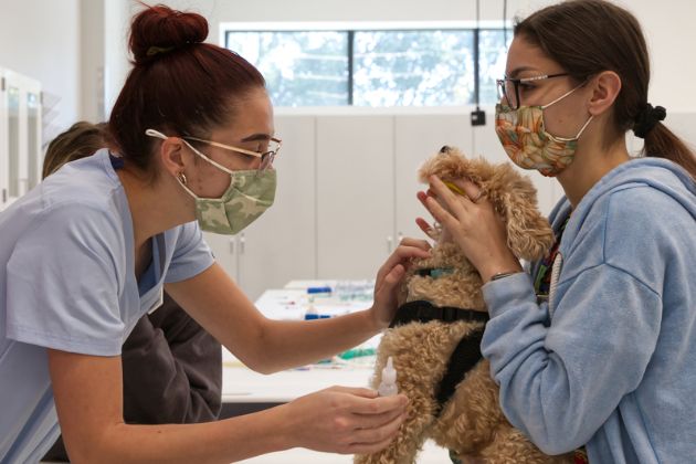 Students in ANFS267 Clinical Pre-Vet Experience work with dogs to locate various veins before practicing blood draws on plastic models.