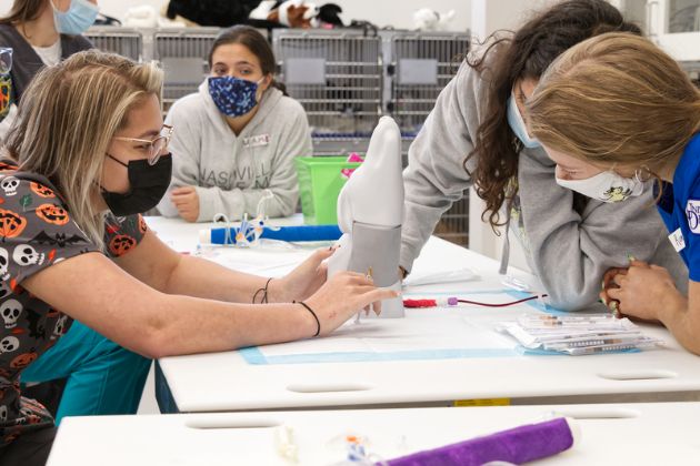 Students in ANFS267 Clinical Pre-Vet Experience practice blood draws on animal models.