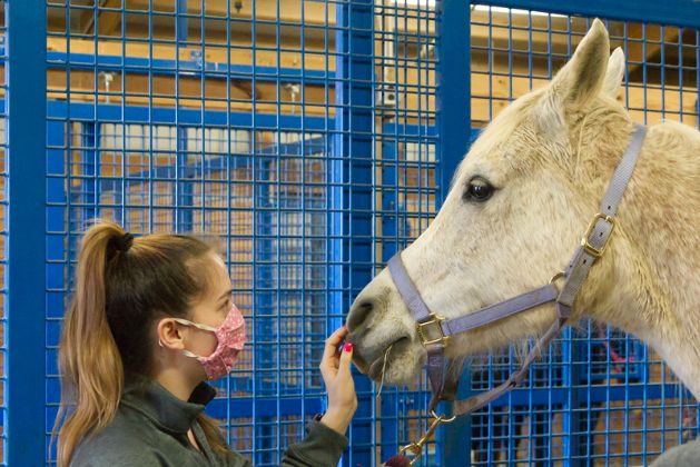 Students learn to palpate the structures of a horse related to lameness and to examine gait.