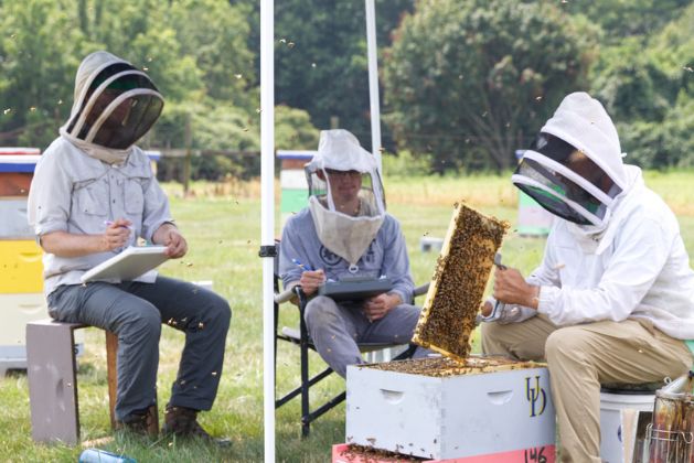 UD researchers complete bee colony strength assessments of 60 bee colonies and record the number of adult and larval bees, as well as the amount of honey, pollen and wax in each colony.