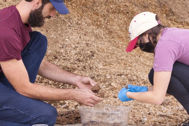 In Agricultural Entomology, students study how far darkling beetles disperse after poultry litter is spread on fields to see if this is a point source for future infestations in surrounding poultry farms.