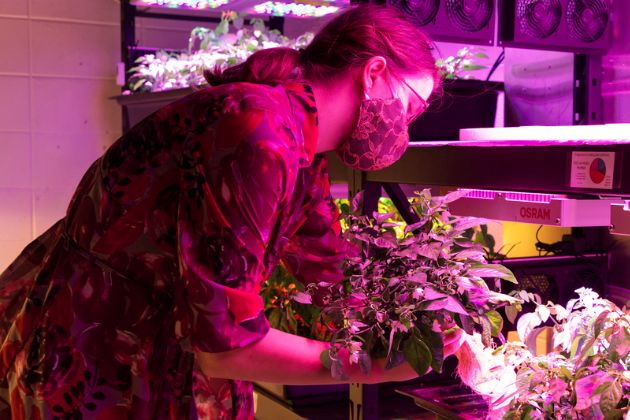 Eva Birtell, a Ph.D. student, conducts a hydroponic hot pepper experiment under LED lighting while others study chrysanthemums, lettuce and mustard greens.