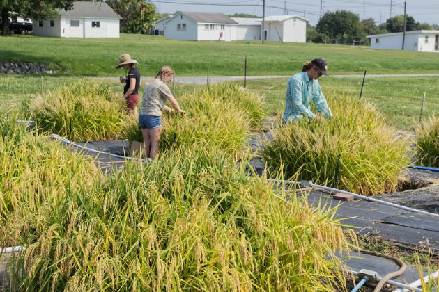 Graduate students in Dr. Angelia Seyfferth's lab clip flag leaves and use a mini combine as they harvest rice for analysis.