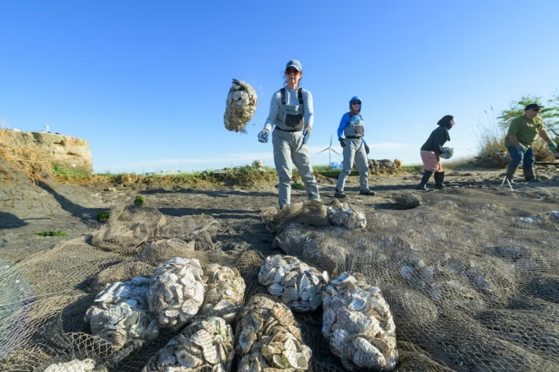 UD students and researchers install a living shoreline.