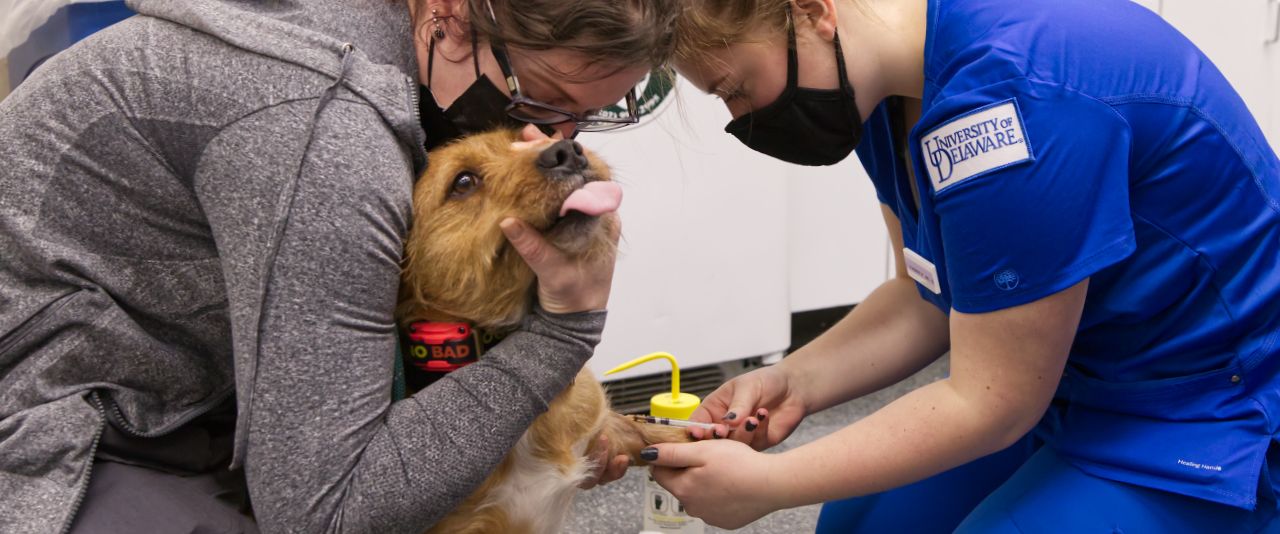 Windcrest Animal Hospital extern Trinity Wambold (right) and veterinary technician Breanna Ladd draw blood from a dog.