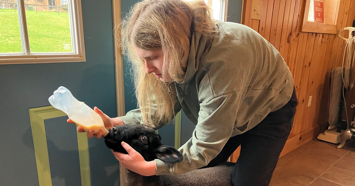 Rolson bottle-feeds a lamb during an internship.