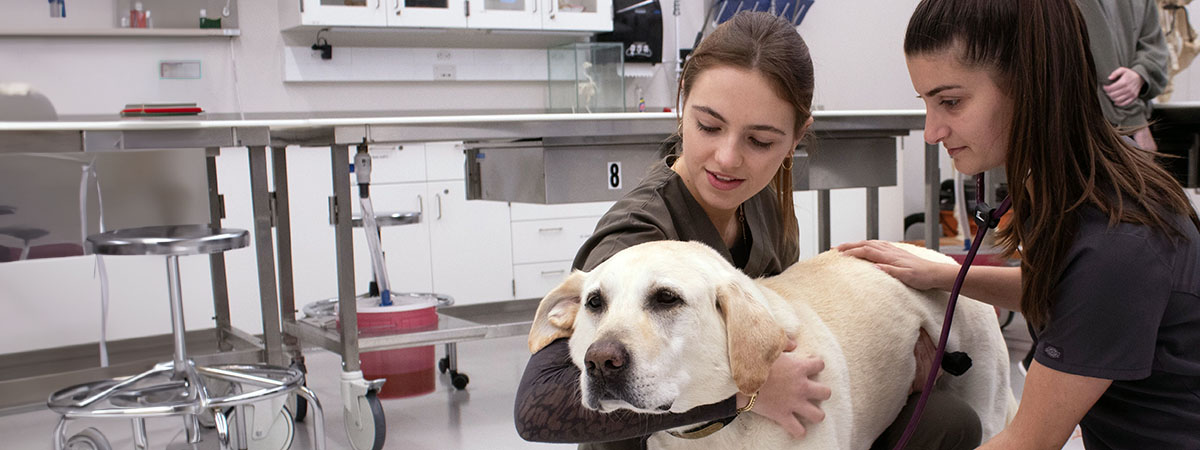 Students performing a veterinary exam on a dog