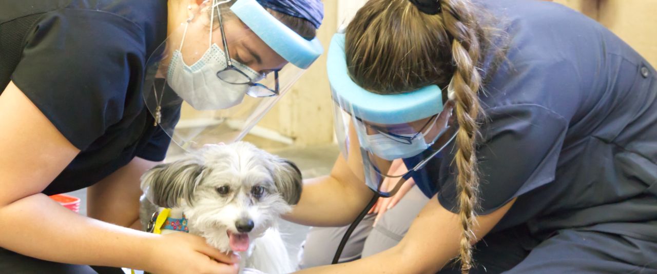 Sophomore Brooke Benigno (left) holds onto Penelope while sophomore Elizabeth Pohle uses a stethoscope to listen to her heart.