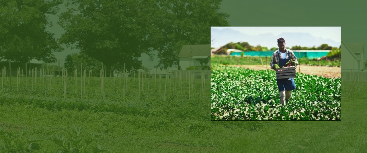 Researcher in an agricultural field