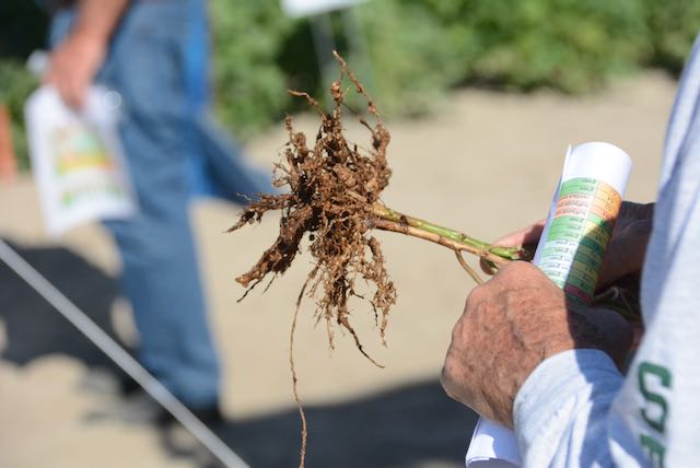 Root Knot Nematode damage on soybean