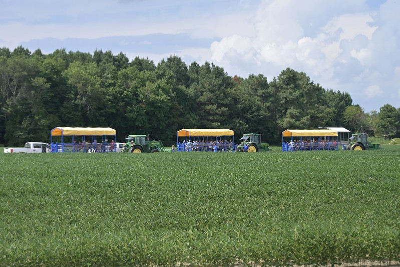 Attendees tour research farm in blue and gold wagons