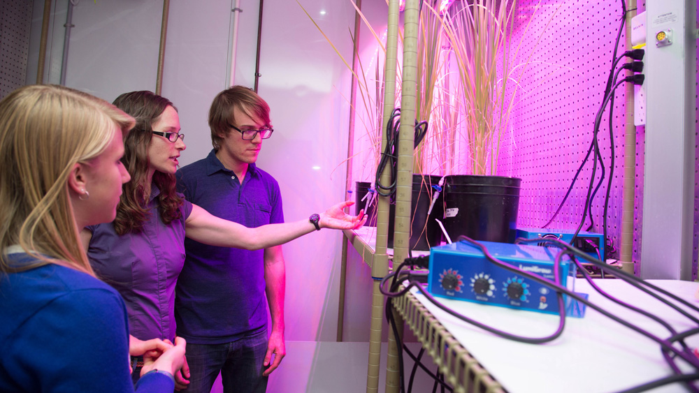 Students working in the greenhouse with Professor Angelia Seyfferth