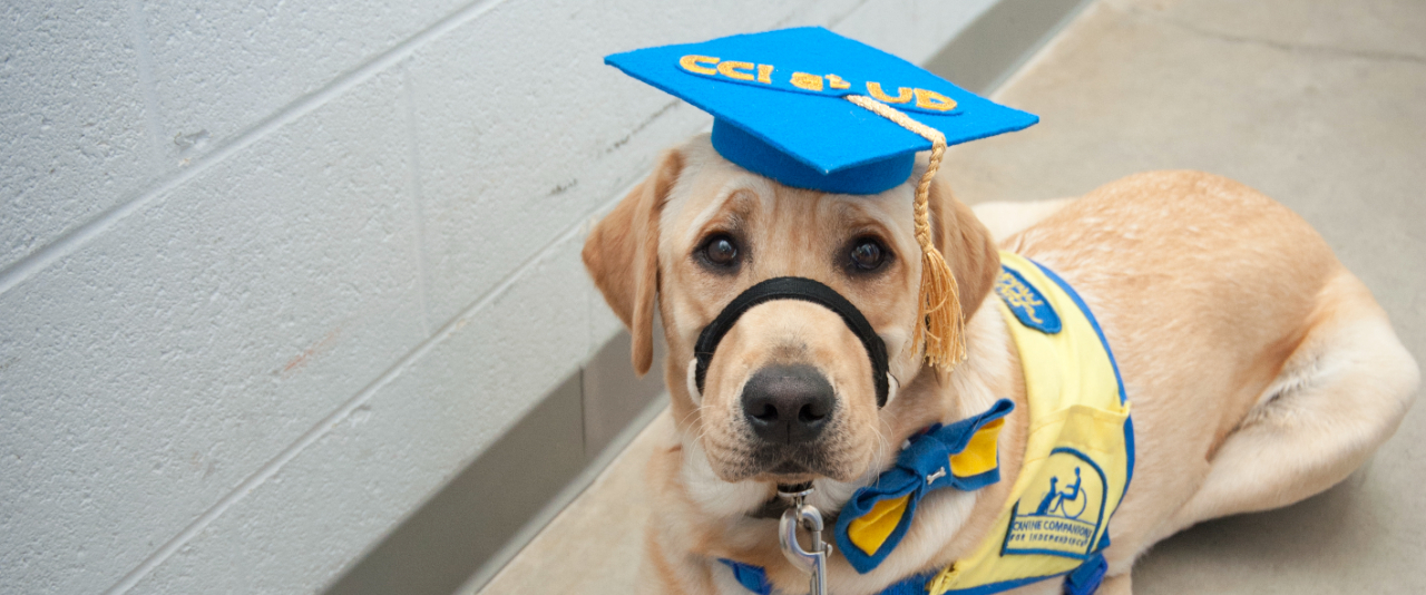 2016 convocation photo showing seeing eye dog resting