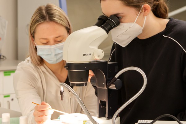 Students in ANFS310 work with fruit flies to understand aspects of genetics. The students had to count the progeny and them separate the males from females to set up the experiment. The class is taught by Laura Hougentogler.