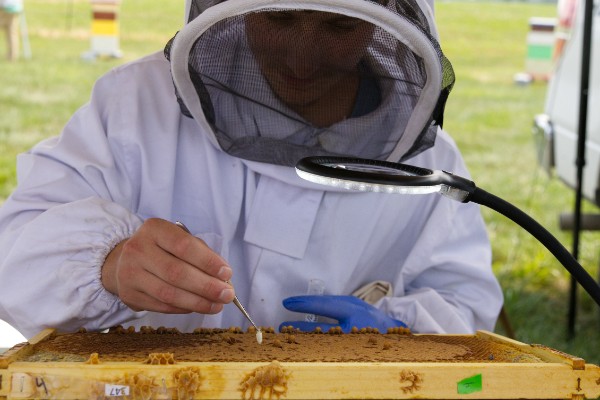 Students completing honey bee colony strength assessments.