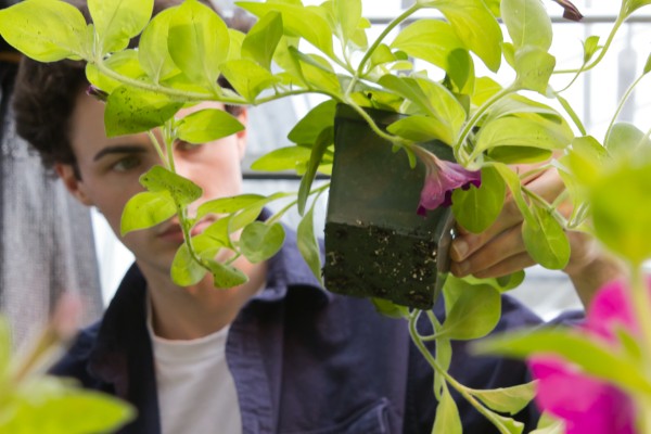 Sophomore Ian Kelly measures growth in various flowers for Dr. Qingwu Meng’s lab. The research looks at different types of light and amounts and timing of light and how it affects growth and flowering. The research looks at Snap Dragons, Petunias, and Coreopsis flowers.