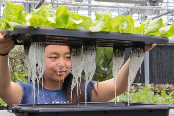 Freshman research Evyn Appel checks on plants for Dr. Qingwu Meng’s lab. Her research looks at changes in plant growth medium effect on the size of plants and the length of time to maturity.