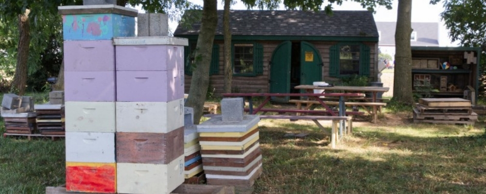 Another view of the apiary.