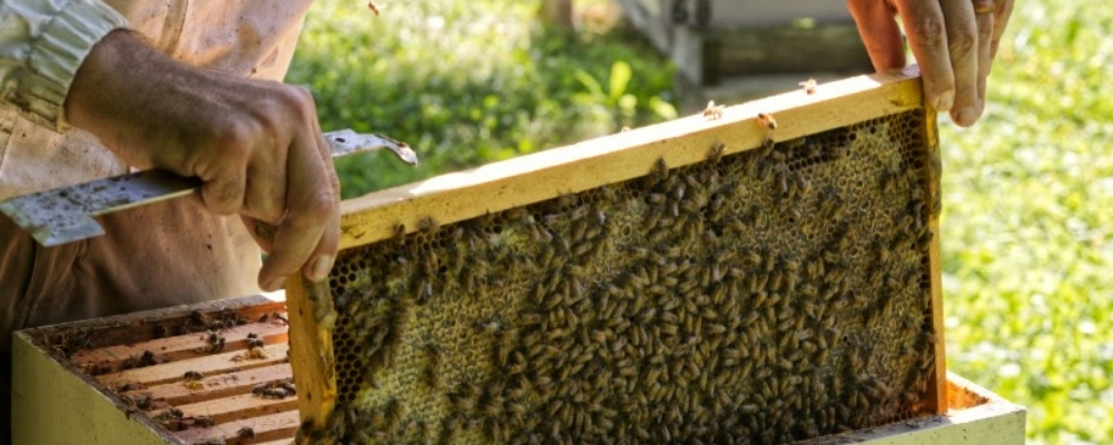 A person pulling a frame from a hive.