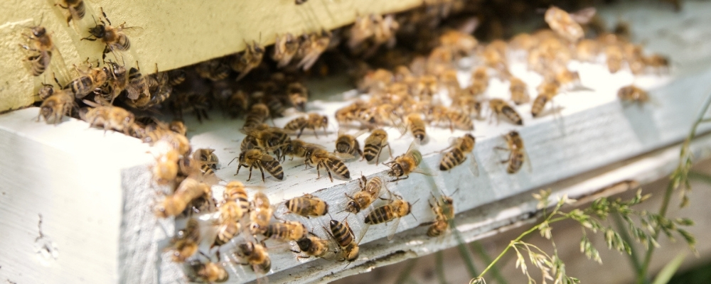 Bees flying in and out of a hive.