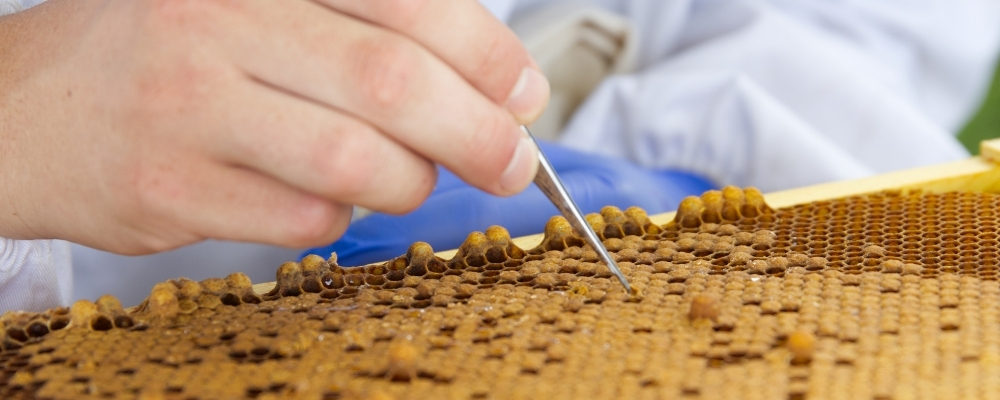 A researcher checking cells with a poking tool.