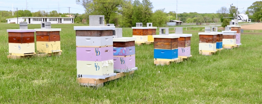 A view of the apiary.