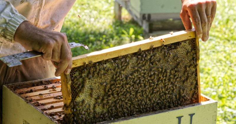 Dan Borkoski working with hives at the UD Apiary, hands shown only.