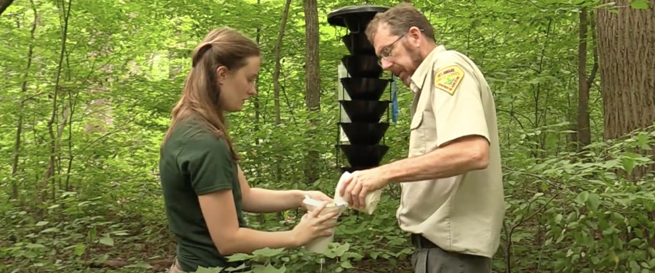 Hannah Slesinski working with the Delaware Forest Service's Bill Seybold