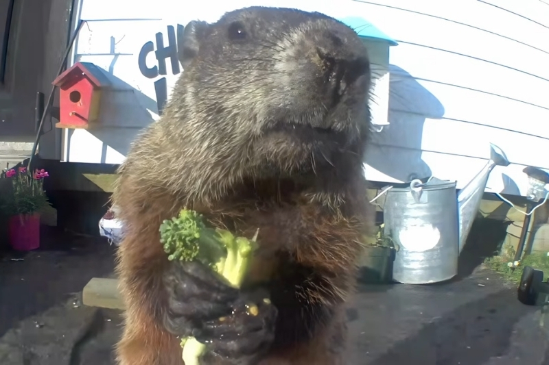 A groundhog looking into the camera at close range
