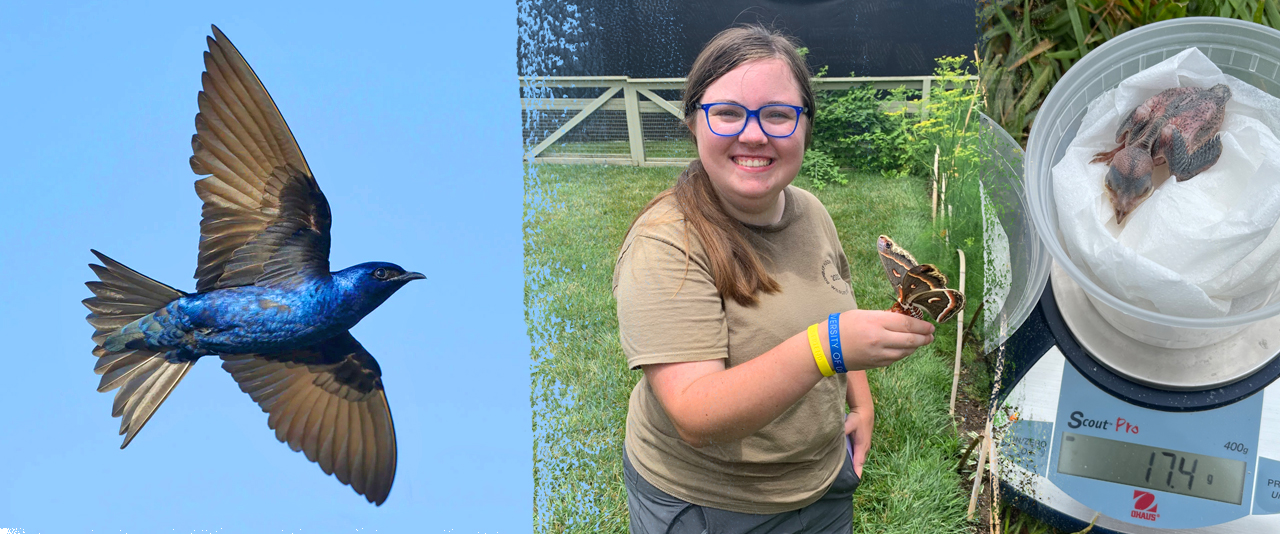 Entomology and Wildlife Ecology College of Agriculture & Natural