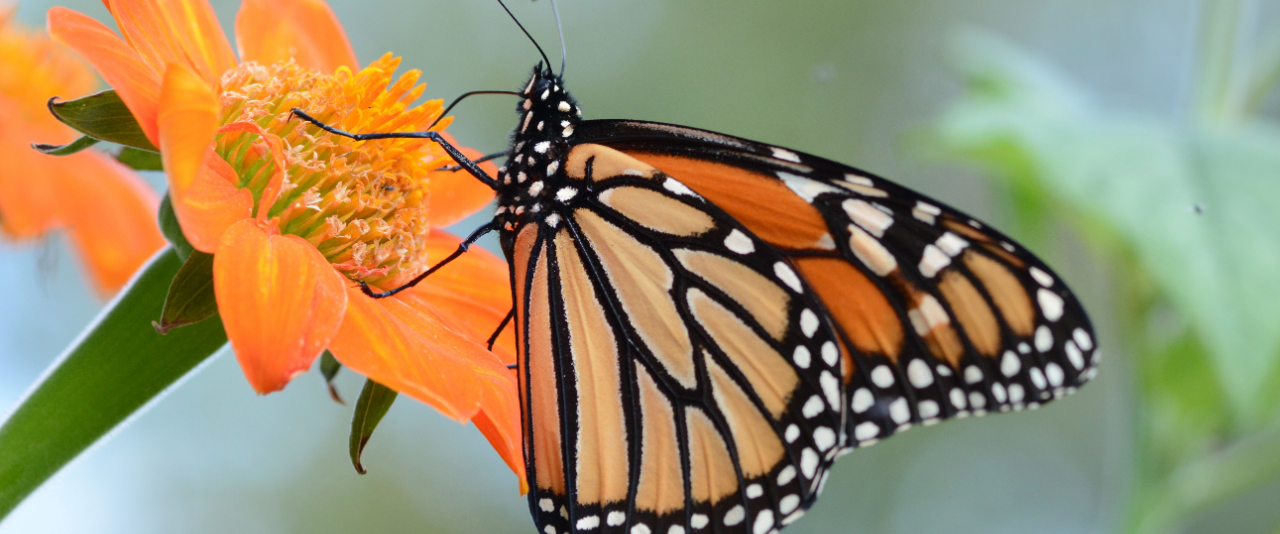 Monarch butterfly lands on a flower