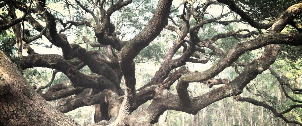 The Angel Oak in South Carolina, famous for its age, is also massive—65 feet high with a trunk circumference of 25.5 feet.