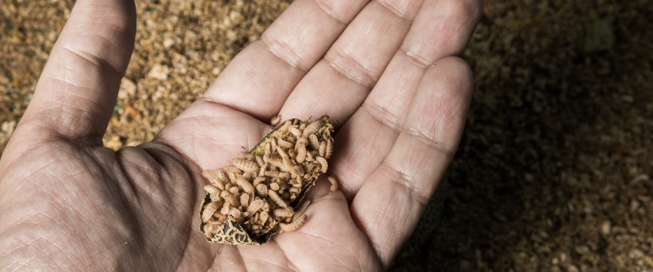 black soldier fly larvae in human hand