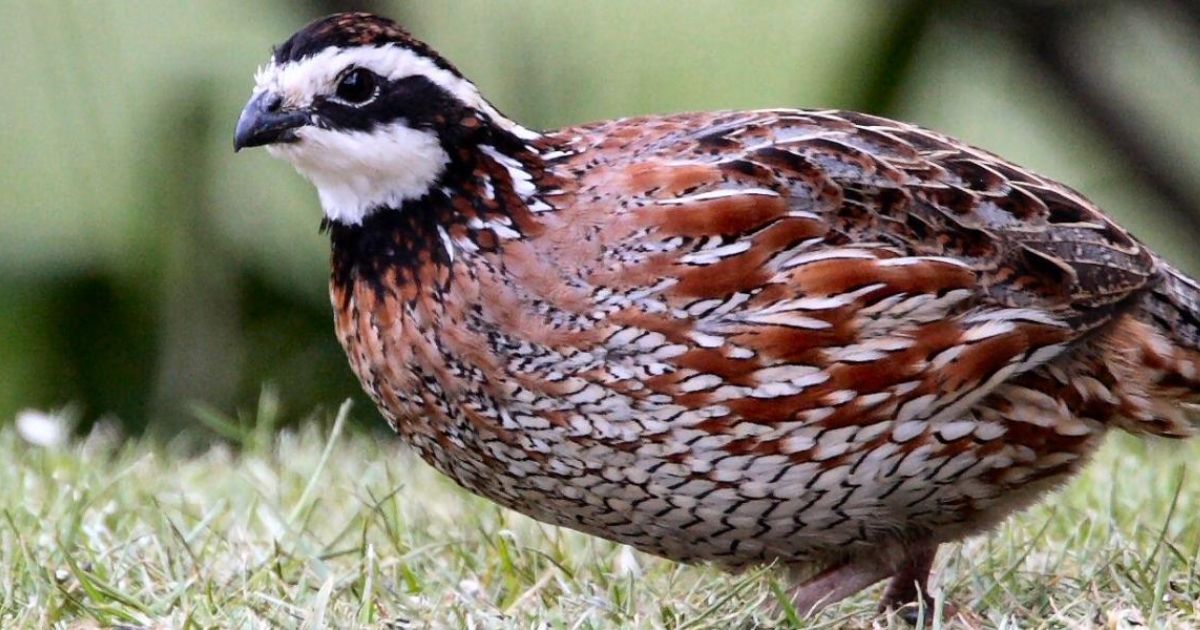Two University of Delaware graduate students will research the quails' success once they've been released at the Letterkenny Army Depot in Pennsylvania.