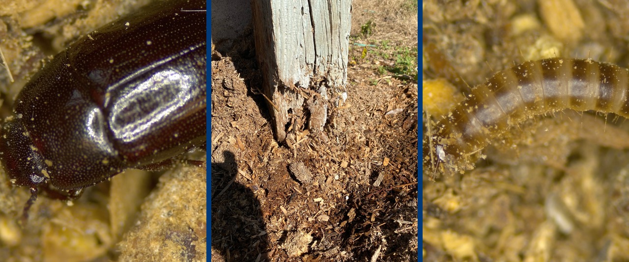An adult darkling beetle and lesser mealworm