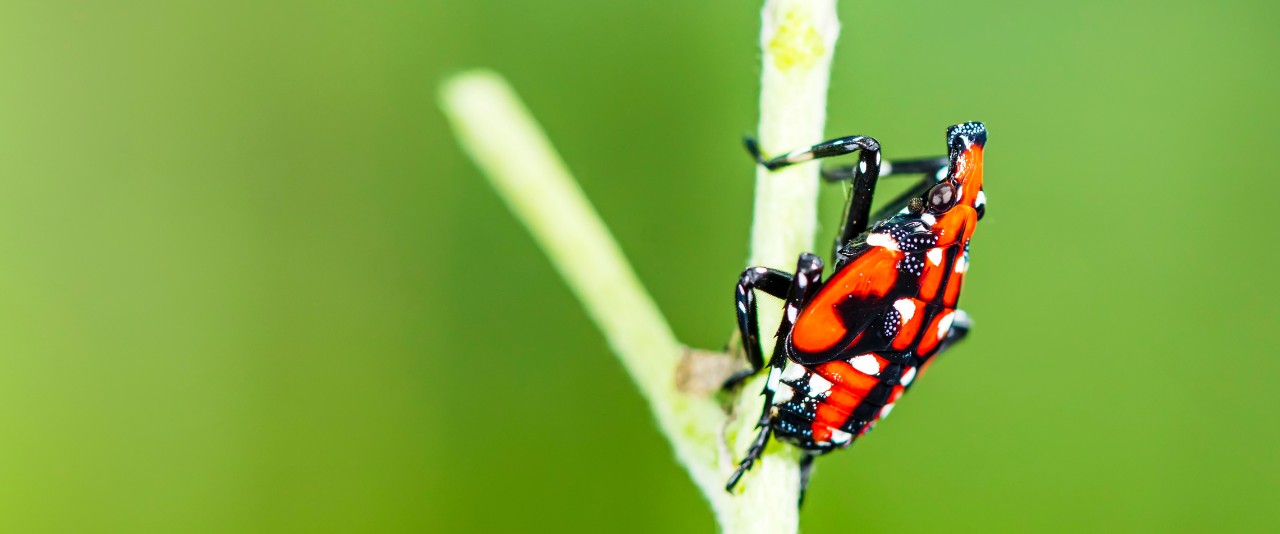 Infant spotted lanternfly