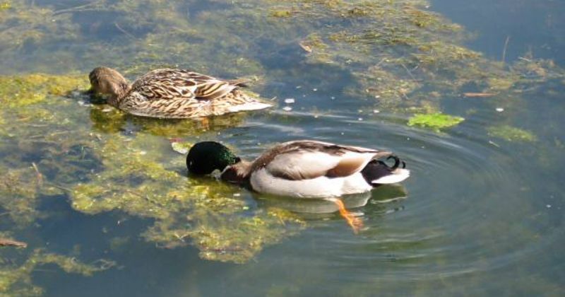 Dabbling ducks in the water