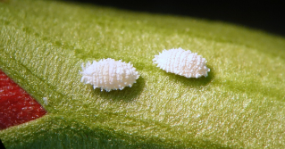 A close up of mealybugs on a leaf