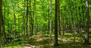 A forrest view